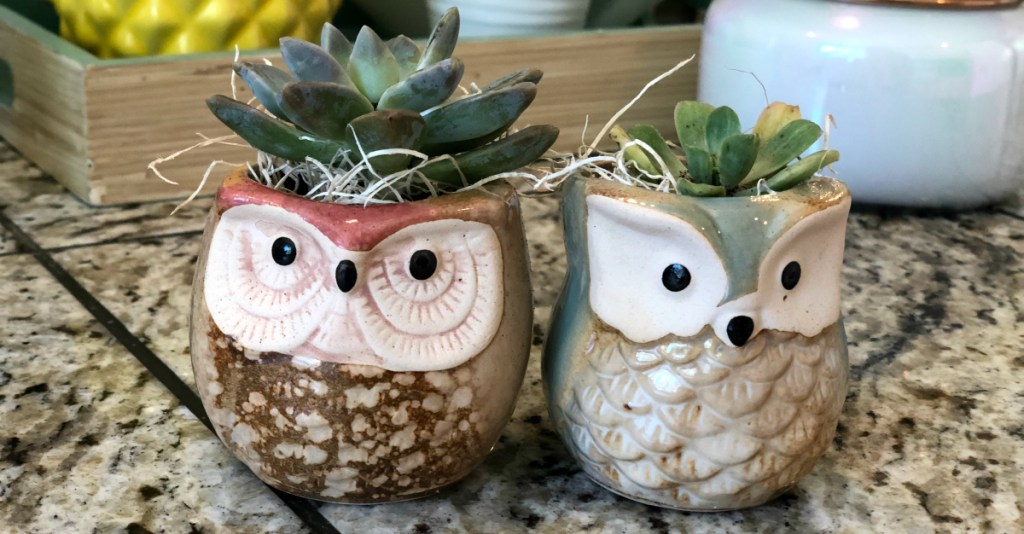 Owl Succulent Plant Holders