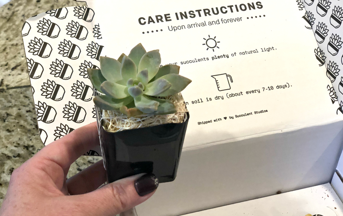 Succulent Plant with care instructions