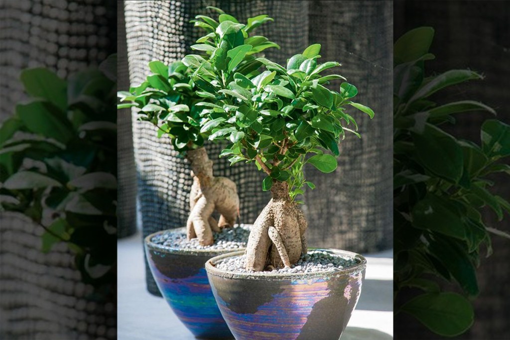 low maintenance houseplants - costa farm ficus bonsai