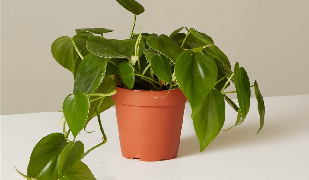 low maintenance houseplants — heart shaped philodendron from the sill