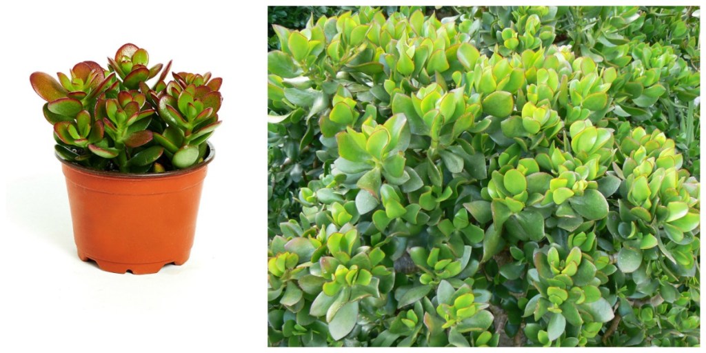 low maintenance houseplants — jade plant and jade bush