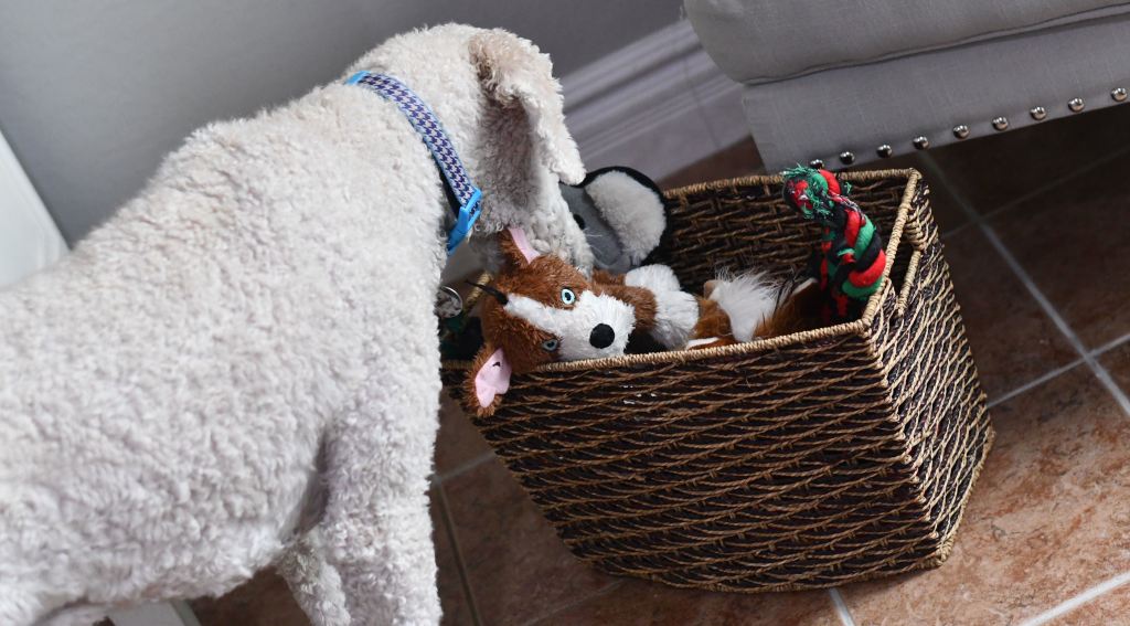 linas dog sniffing basket of pet toys 