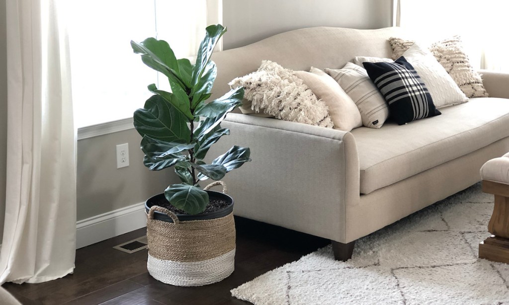 fiddle leaf fig tree in a basket next to a couch with pillows