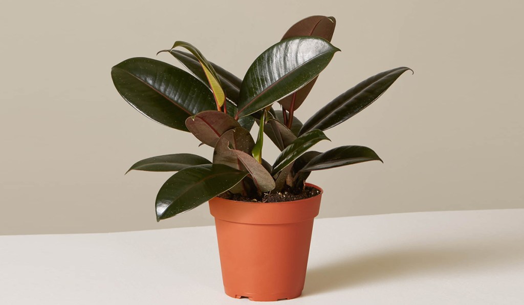 low maintenance houseplants — rubber plant in pot from the sill