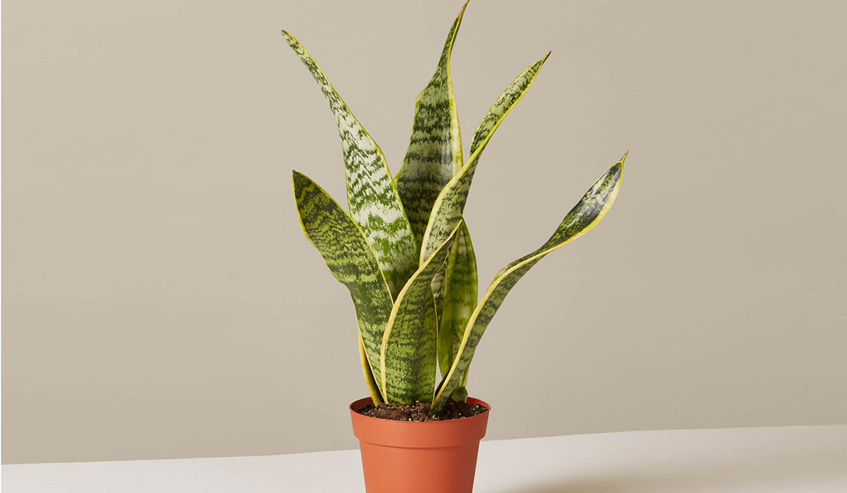 low maintenance houseplants — snake plant from the sill