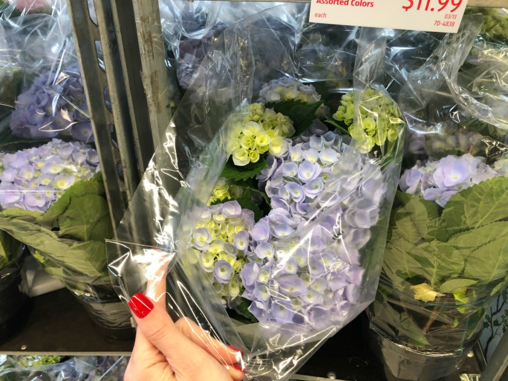 ALDI Hydrangea