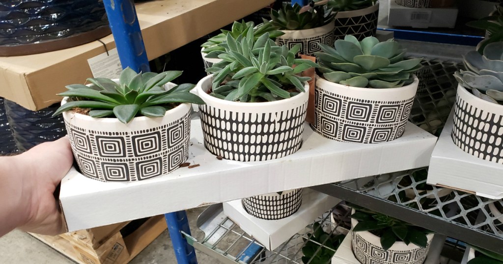 Costco Potted Succulent plants