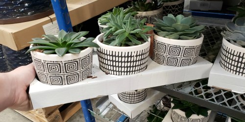 Succulents Are Easy Plants to Care For & Super Cute (+ We’re Sharing a Costco Deal!)