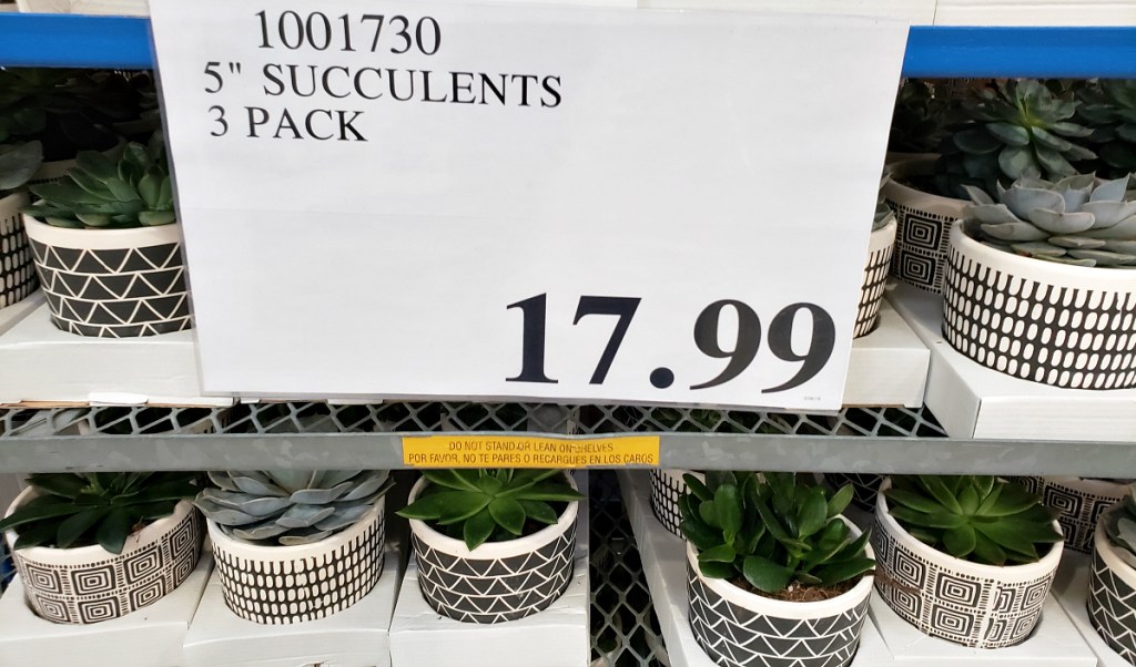 Costco potted succulents