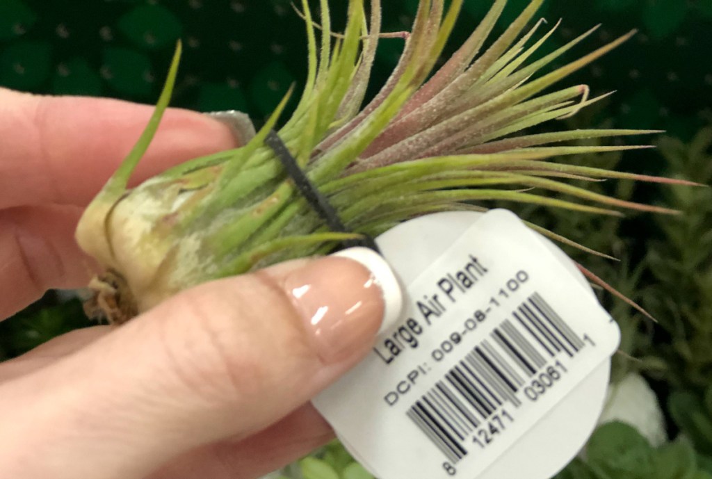 Large air plant at Target