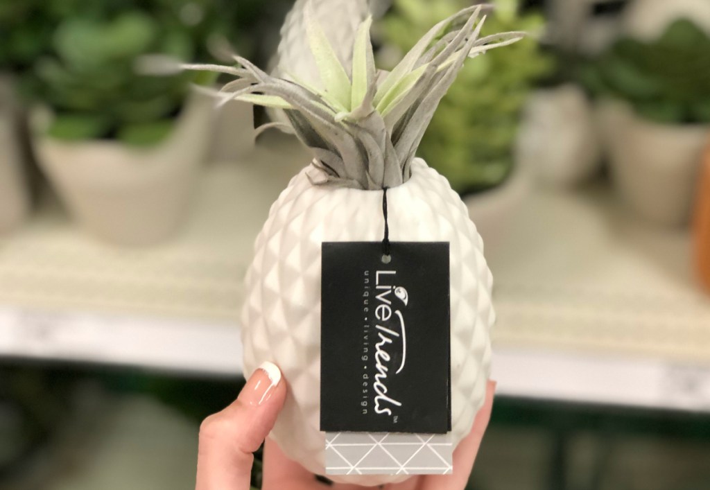 Pineapple Air Plant at Target