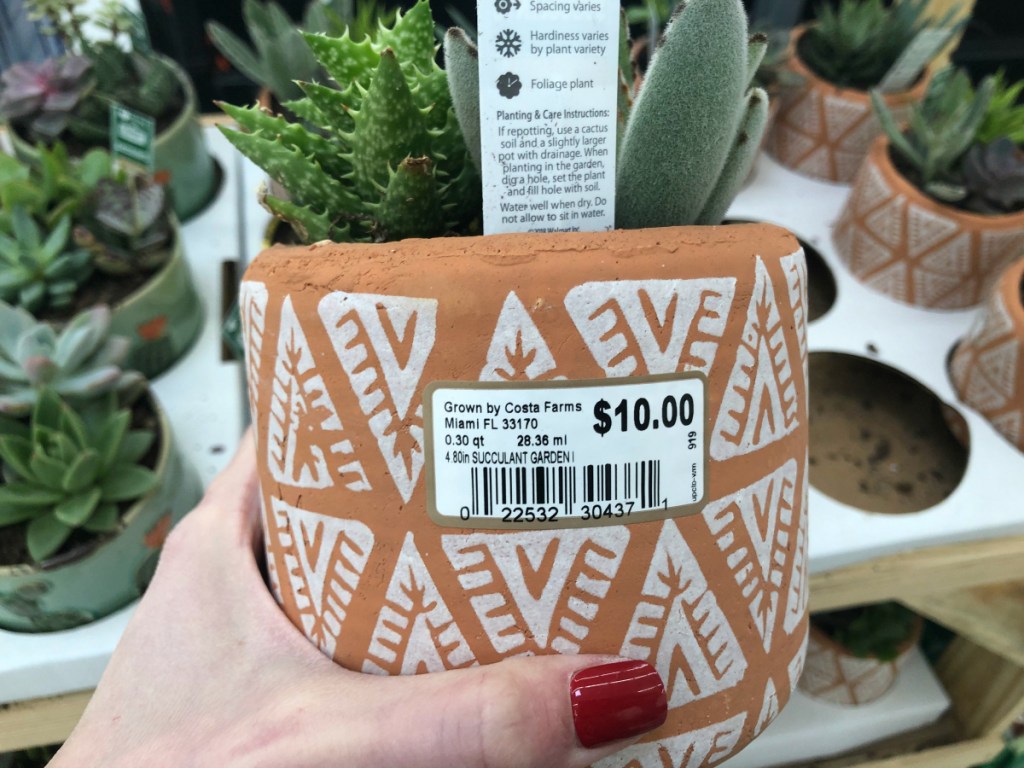 Succulent Clay garden at Walmart