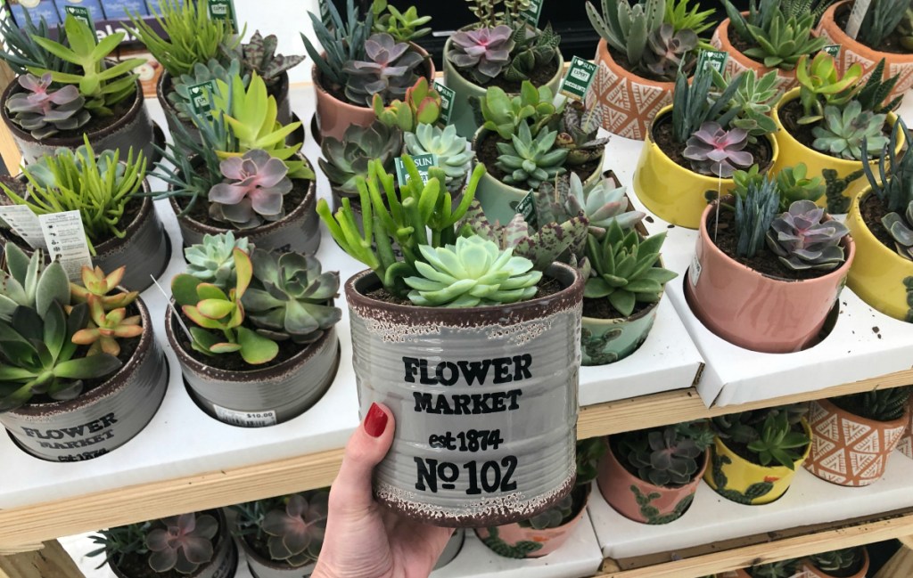 Succulent flower market at Walmart