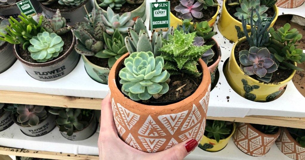 Succulent potted trio plants at Walmart