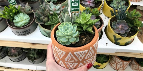 Potted Succulent Trios Only $10 at Walmart