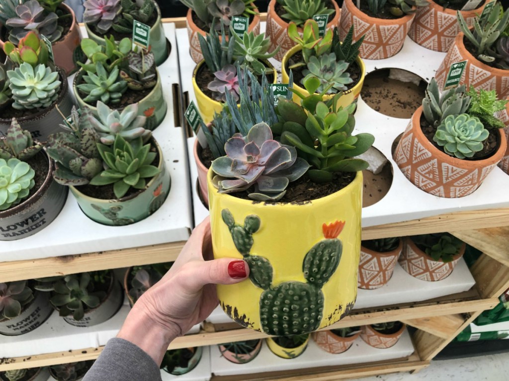 Succulent pottled plants at Walmart
