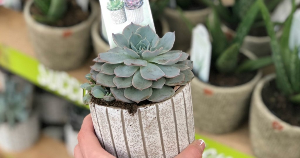 Succulents at Home Depot 