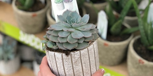 The Ultimate Guide to Caring for Succulents (and Which to Buy)
