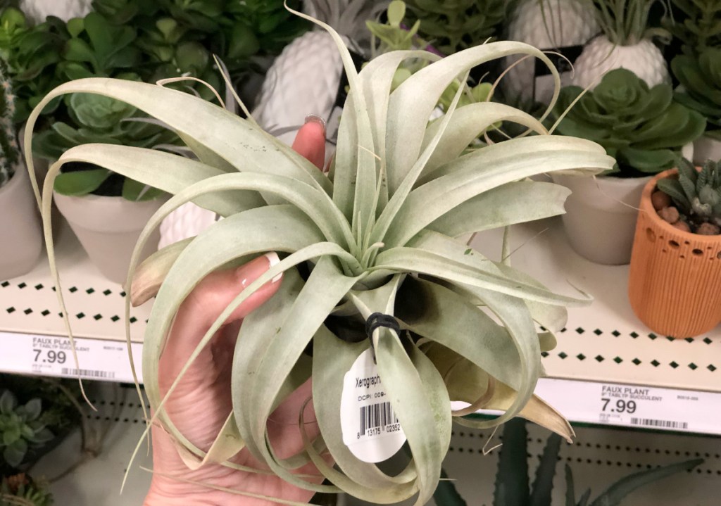 Xerograph Air Plant at Target