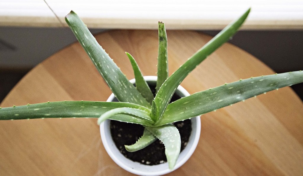 aloe vera plant in a white pot on wood surface by window