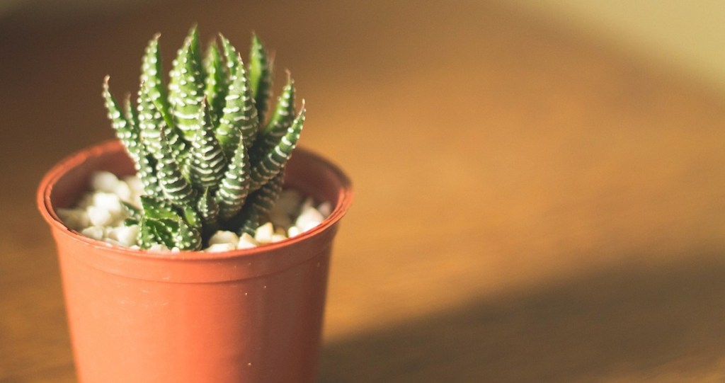 green succulent in orange brown plastic planter in sunlight 