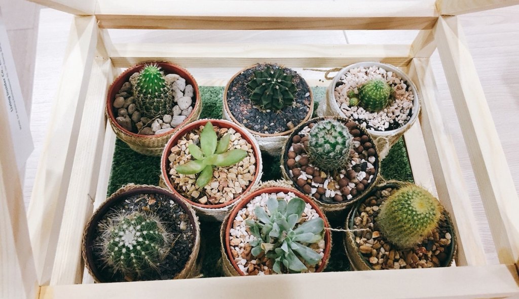 various plants in potted planters succulents in a small wood greenhouse