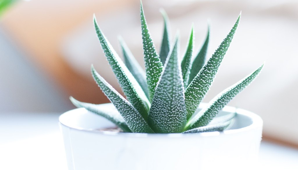 close up photo of green succulent leaves in a white planter pot