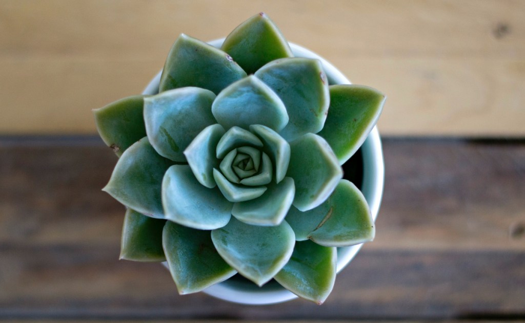 succulent potted plant