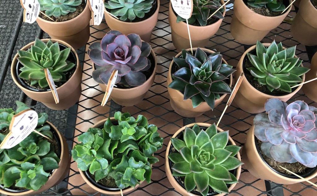 mini purple and green succulents in a black crate