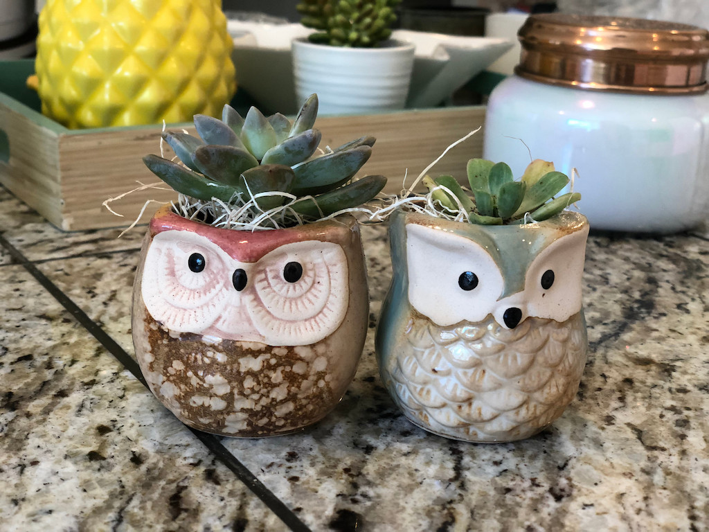Owl Planters 