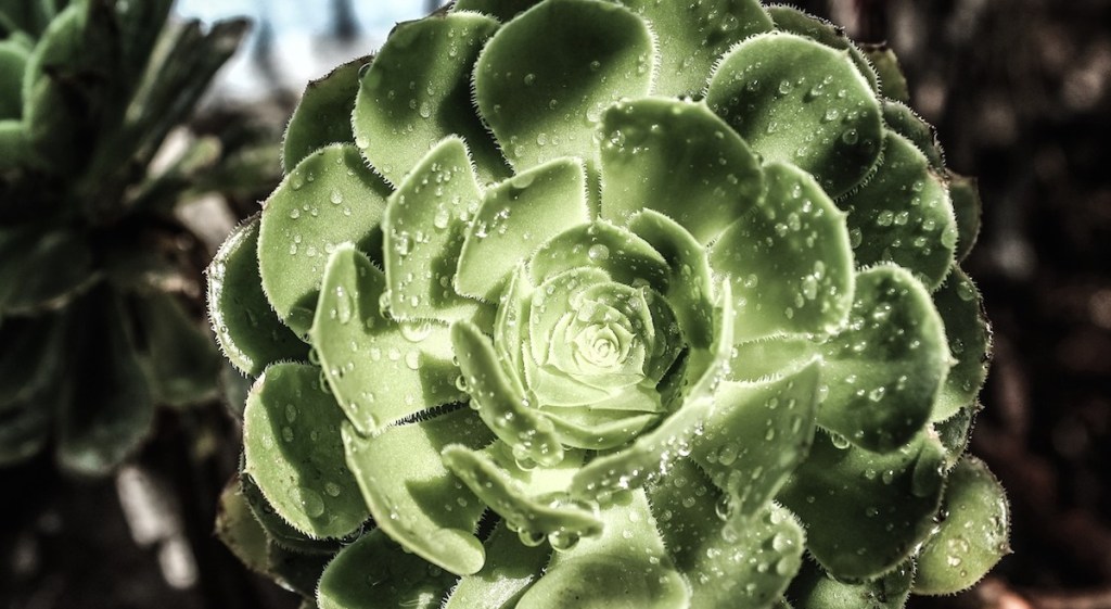 flower shaped green succulent with water droplets on the surface