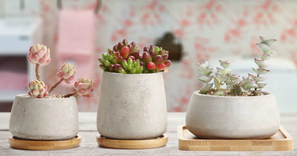 Concrete Cactus Pot Set 