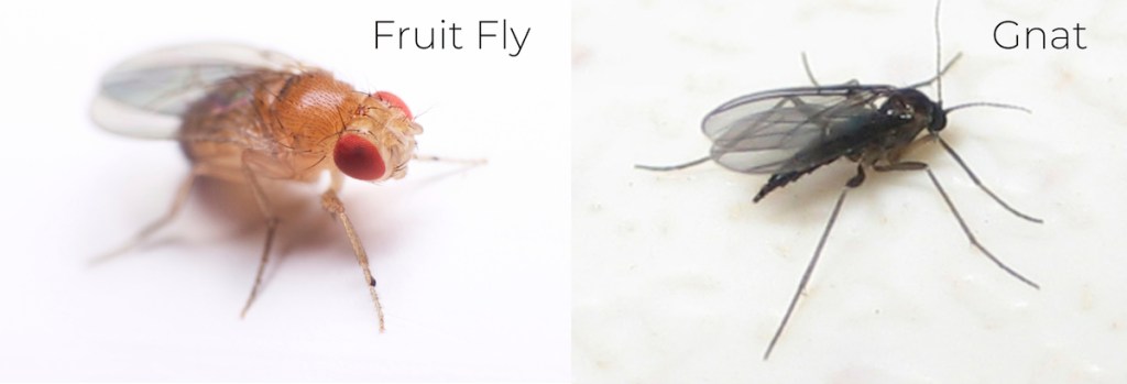 orange fruit fly with red eyes next to black gnat