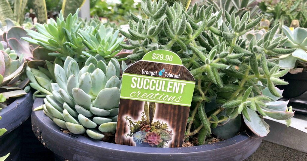 Home Depot Succulent comparisons