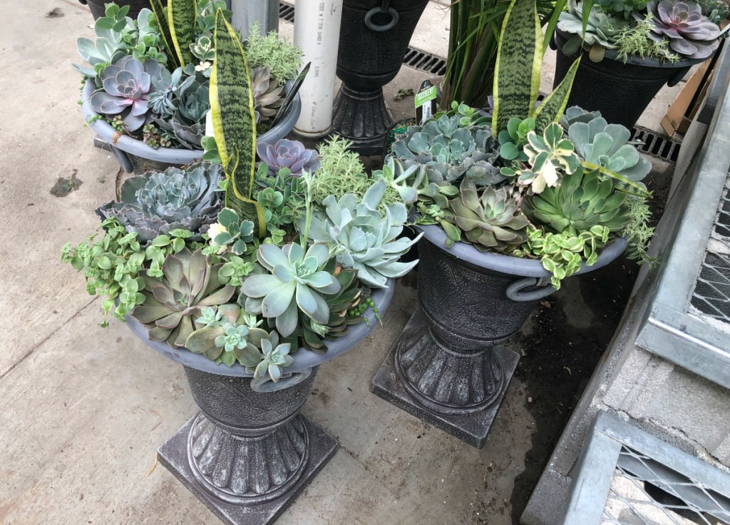 Home Depot succulents