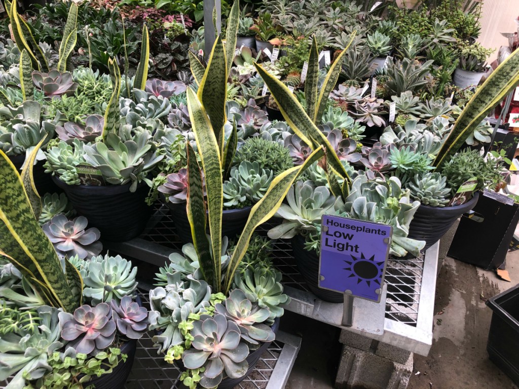 Succulents at Home Depot