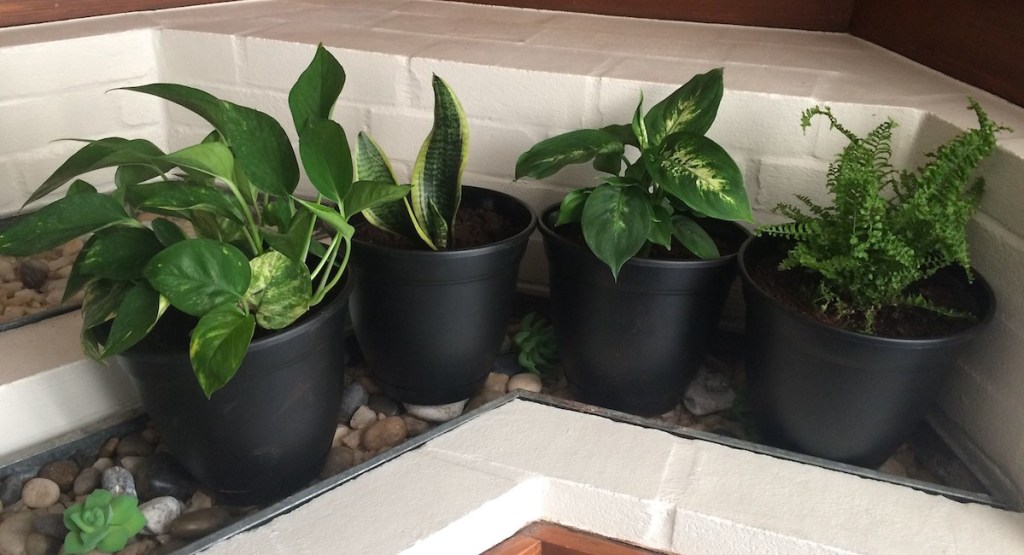 four green leaf plants sitting in black planters on a rock bed