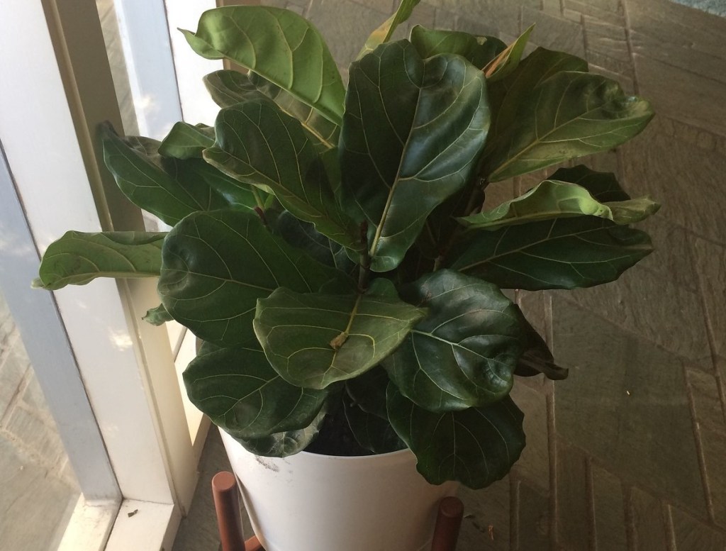 fiddle leaf fig tree in white modern pot on floor