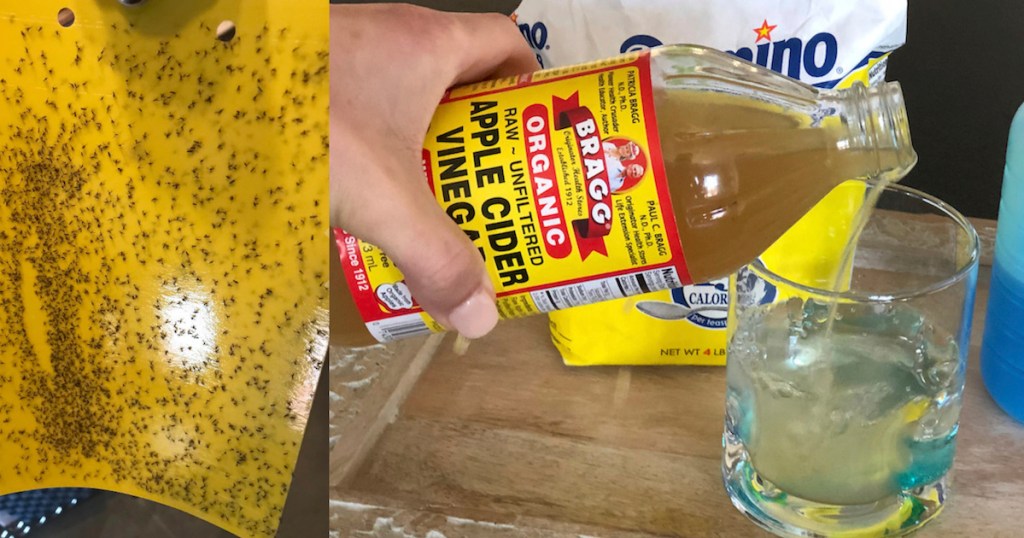 gnats stuck on a yellow paper with hang pouring apple cider vinegar into glass