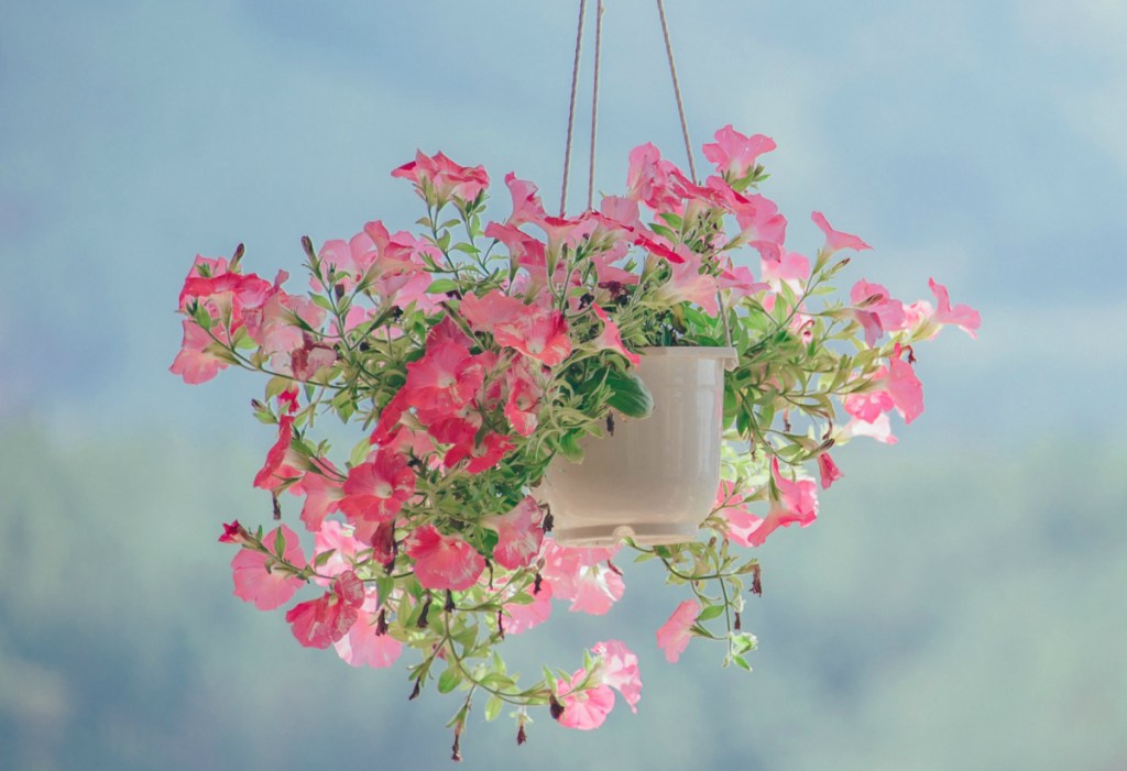 hanging flower baskets