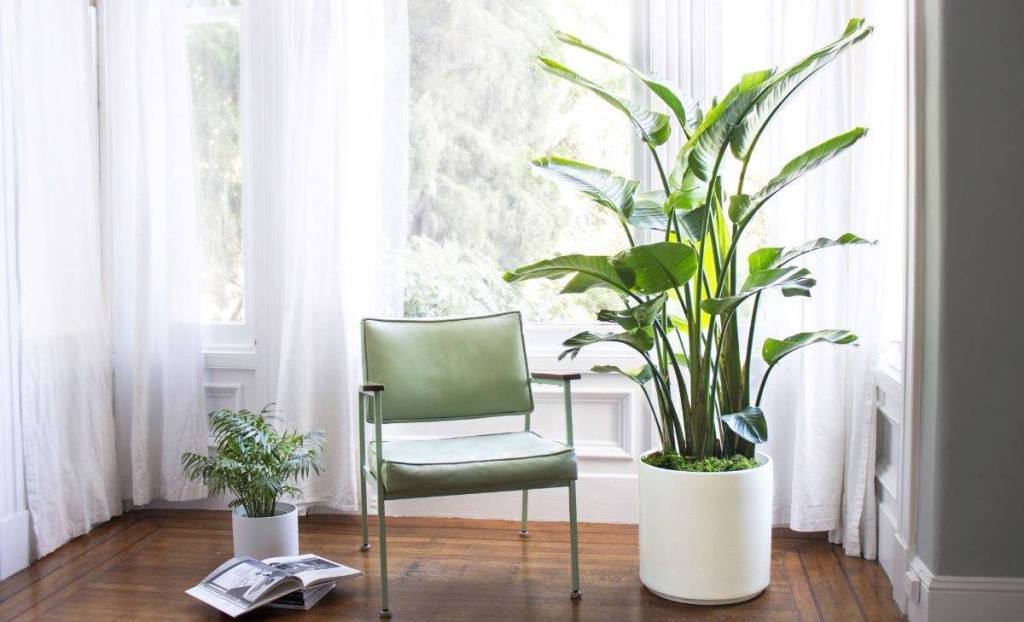 large white potted green leaf plant next to chair and smaller plant with lots of windows