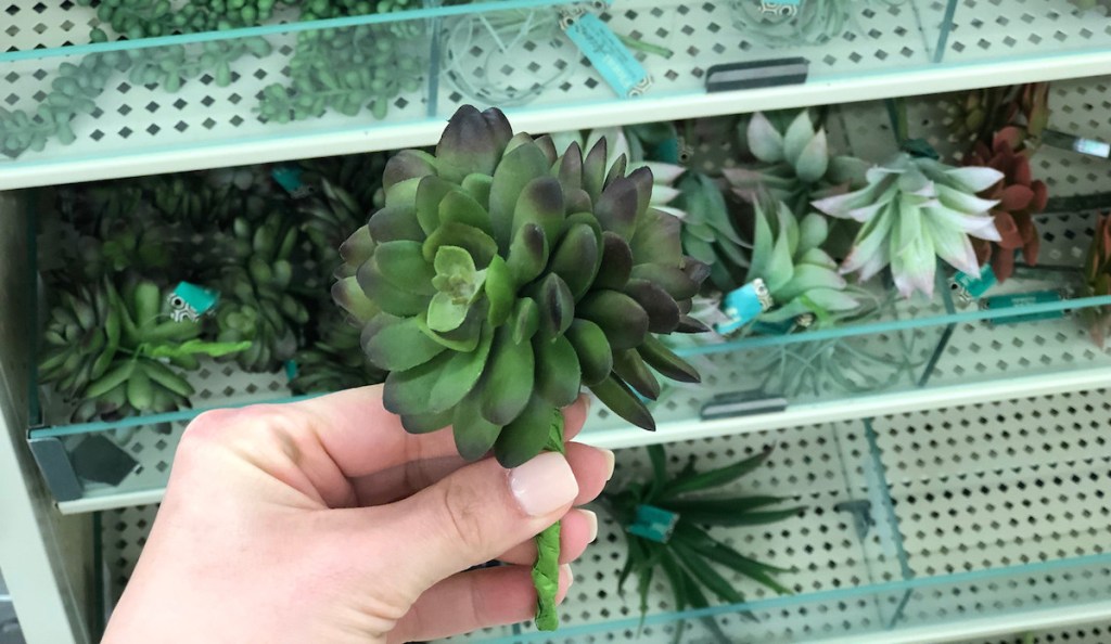 hand holding a mini green succulent with succulents in background