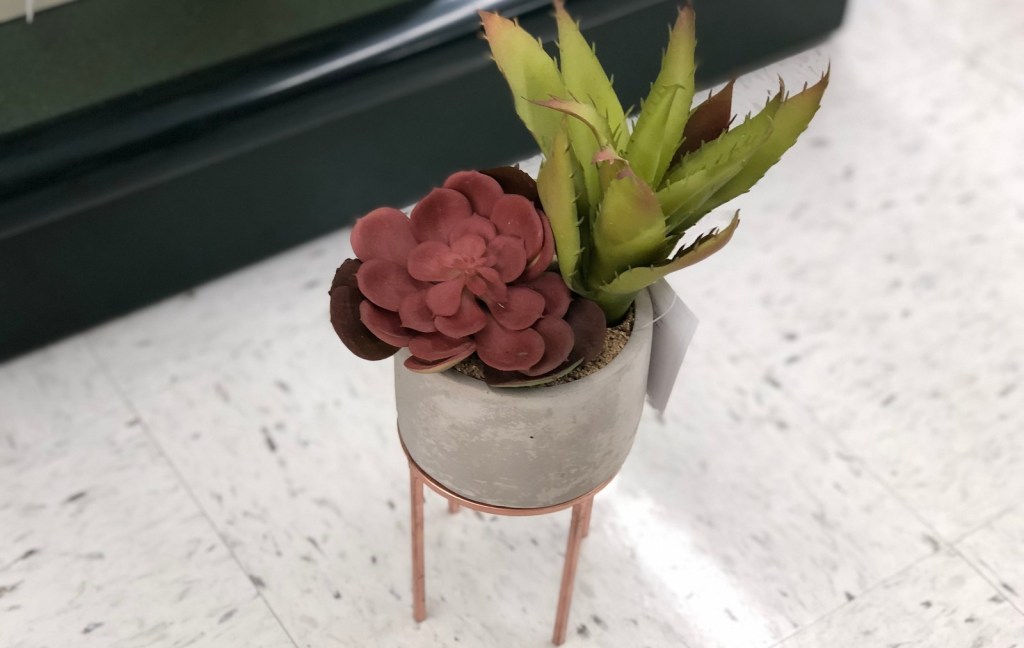 red burgundy colored succulent with tall green succulent in cement pot on floor