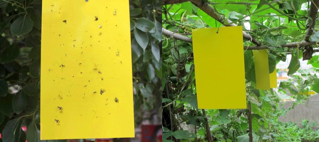 yellow sticky pieces of paper with gnats tuck on them with green plants in background