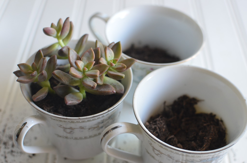 DIY Succulent Tea Cups 
