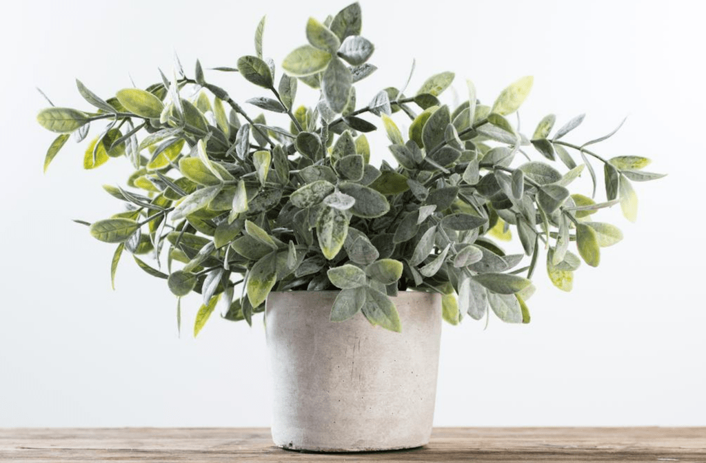 Faux sage brush plant in pot 