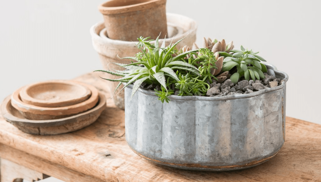 scalloped metal planter