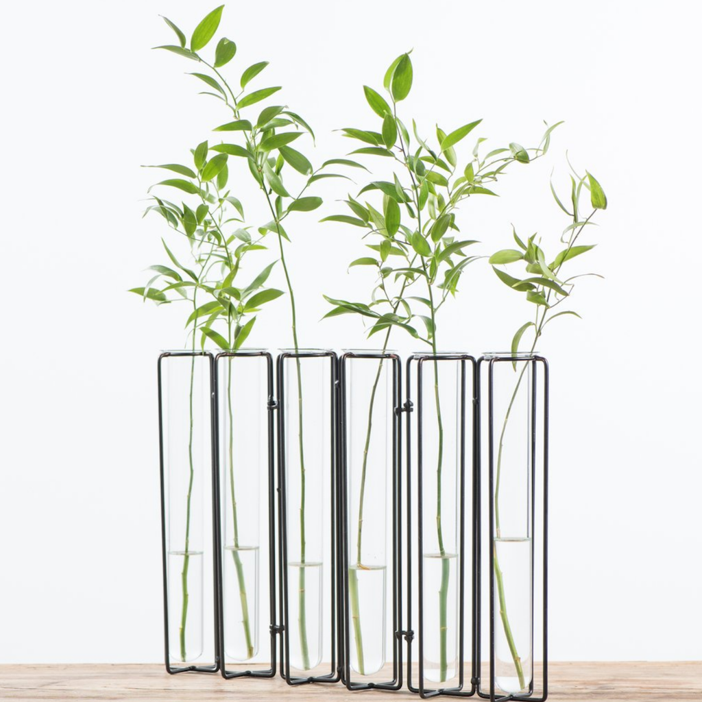 Magnolia test tube plant vases 