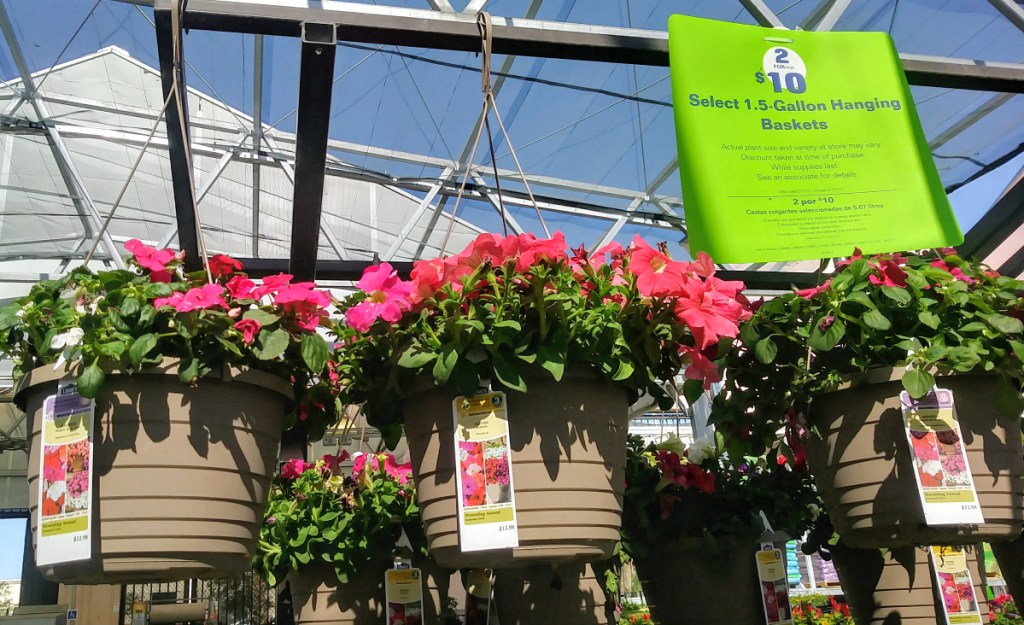 hanging baskets at Lowe's