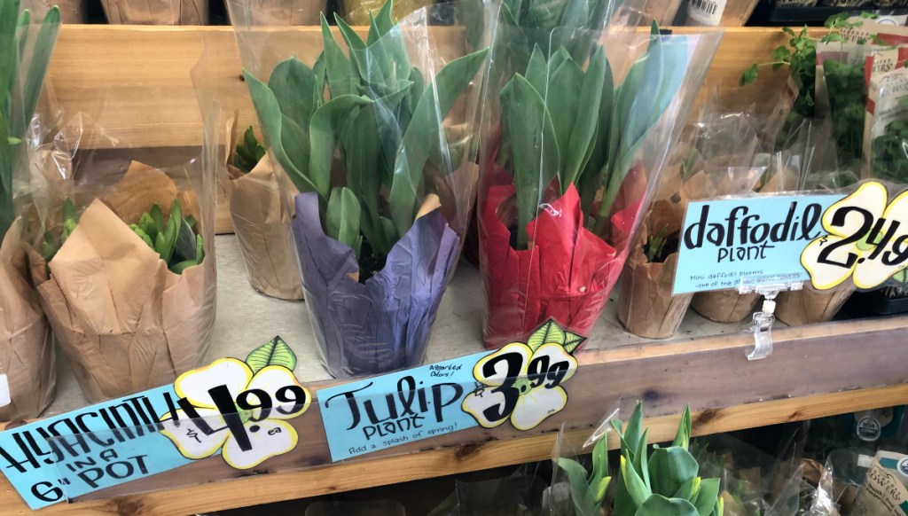 Flowers in pots at Trader Joe's